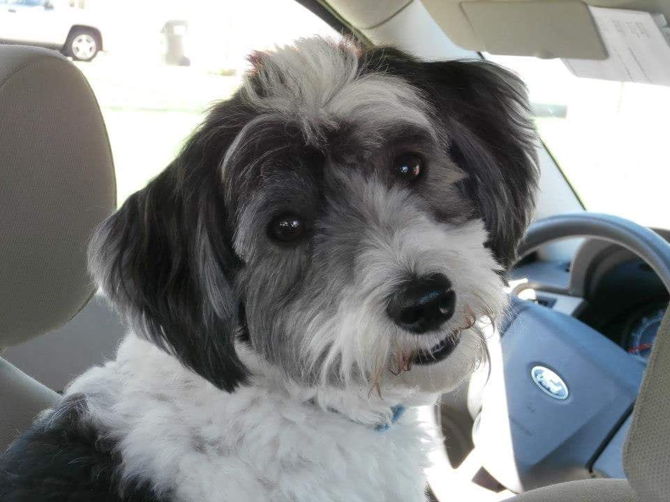 dewitt bernese mountain dogs